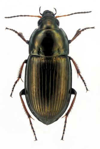Amara strenua